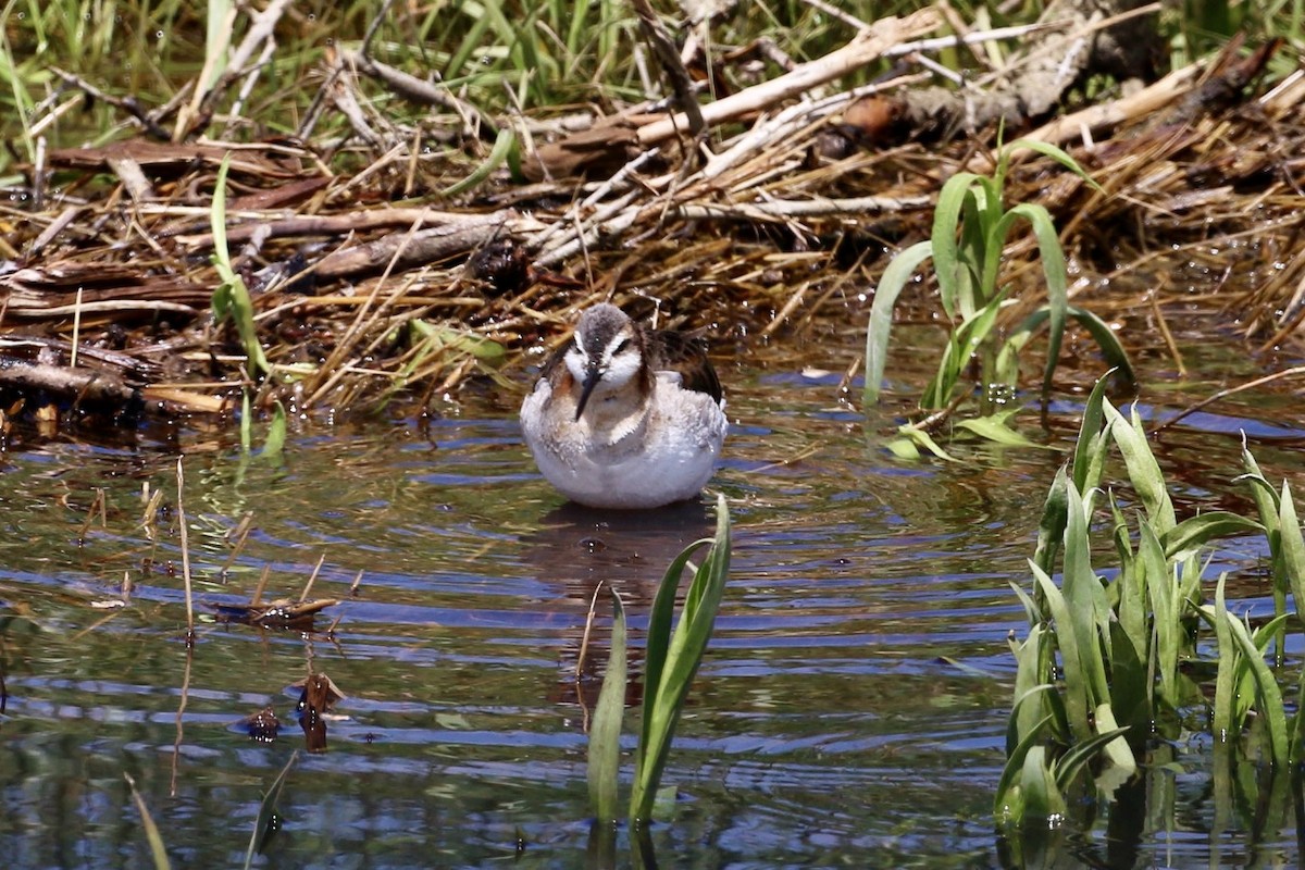 Wilson's Phalarope - ML637897610