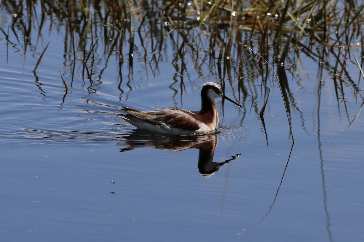 Wilson's Phalarope - ML637897612