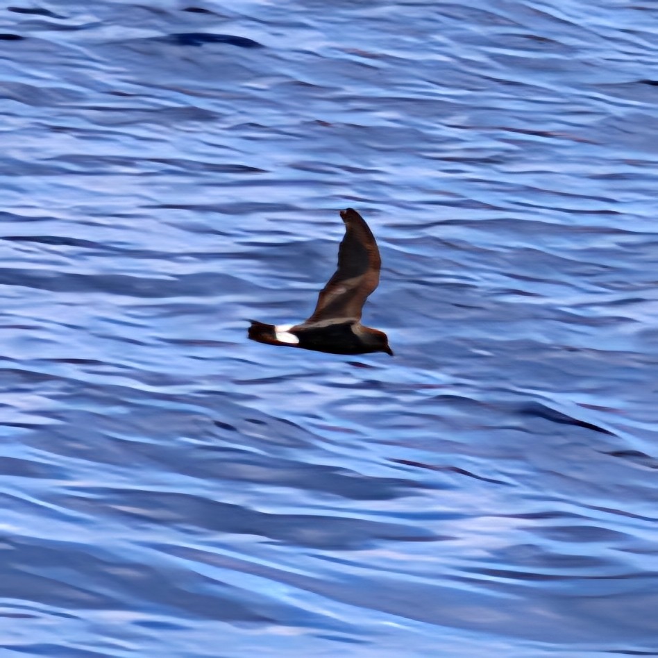Band-rumped Storm-Petrel - ML637897615