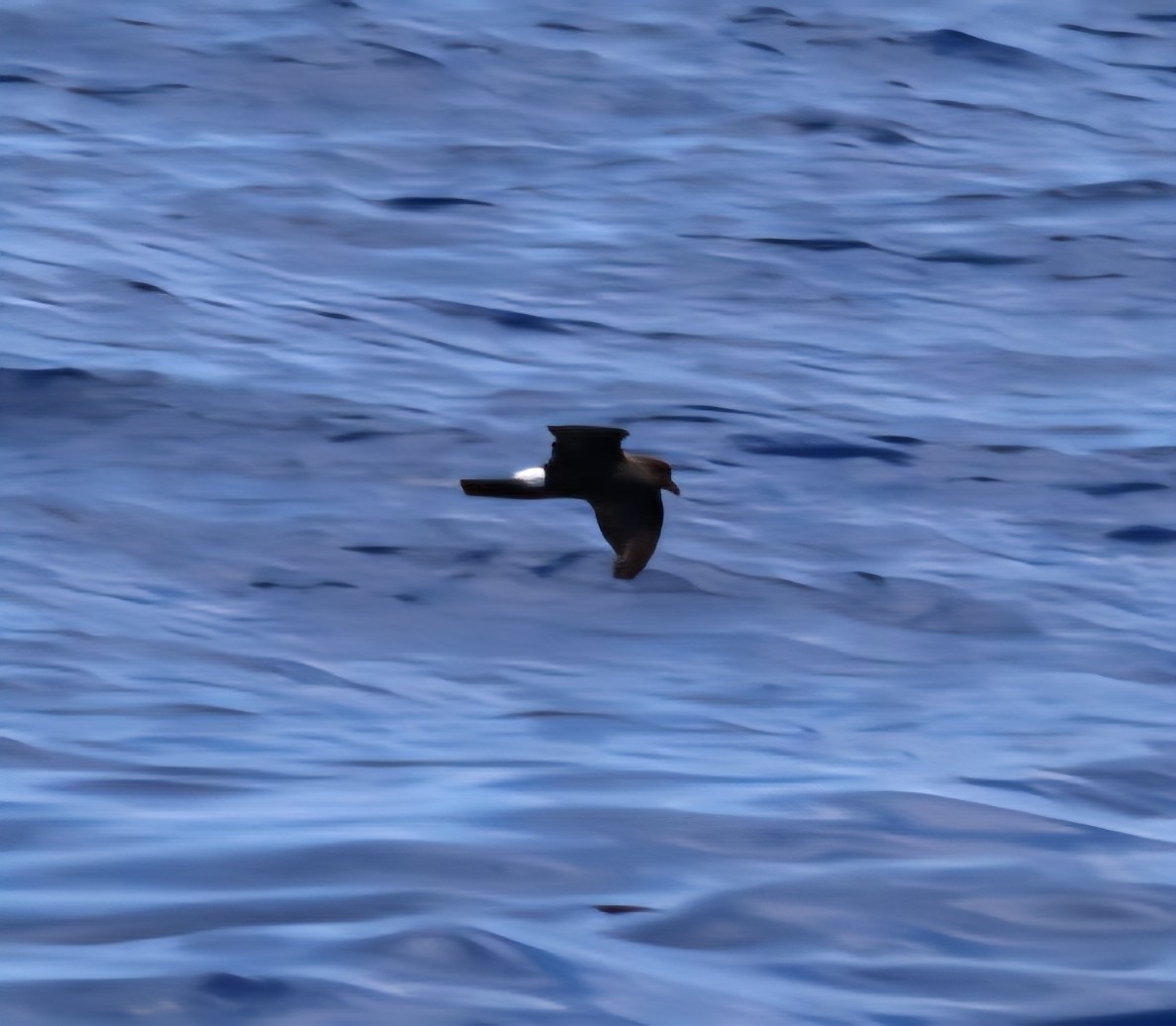 Band-rumped Storm-Petrel - ML637897616