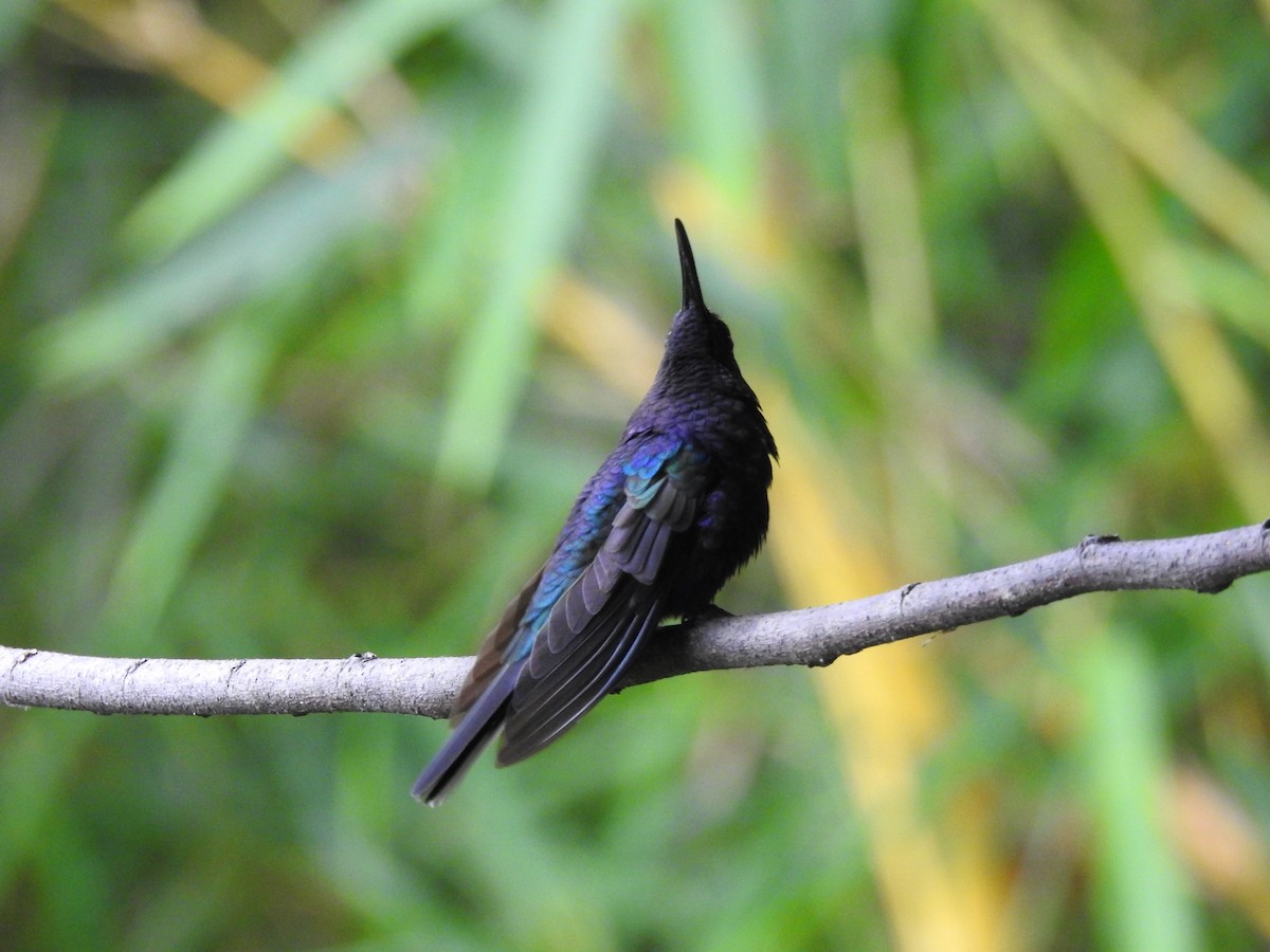 Violet Sabrewing - ML637897627