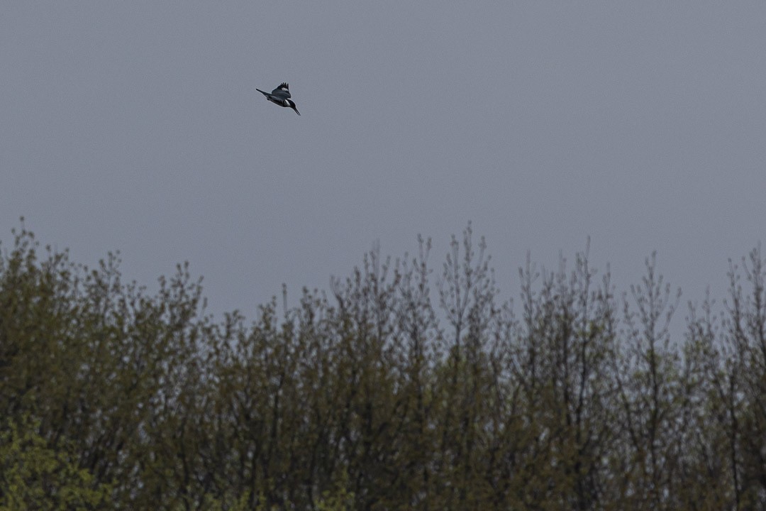 Gürtelfischer - ML637897677