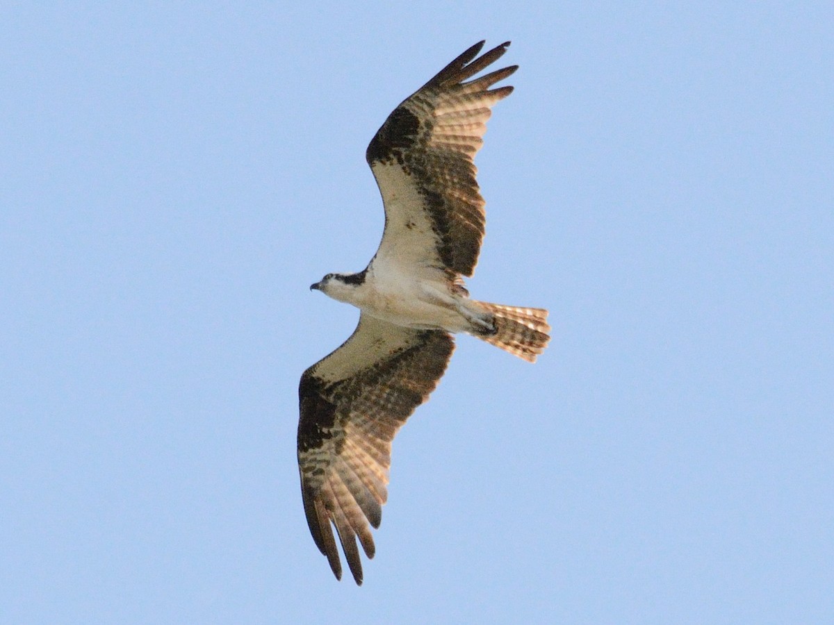 שלך (carolinensis) - ML637897697