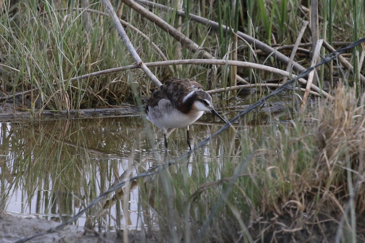 Wilson's Phalarope - ML637897700