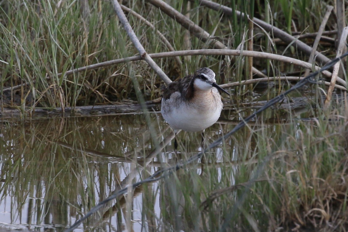 Wilson's Phalarope - ML637897701
