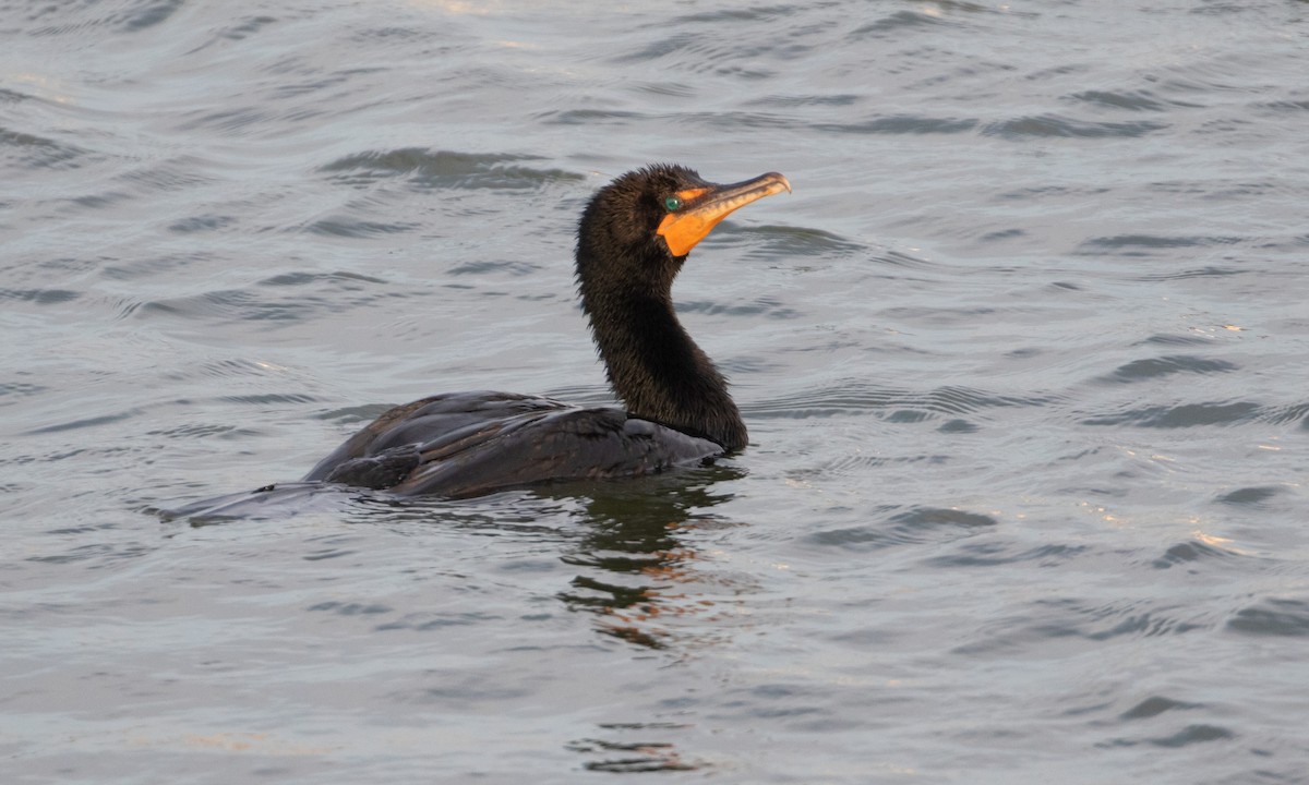 Double-crested Cormorant - ML637897745