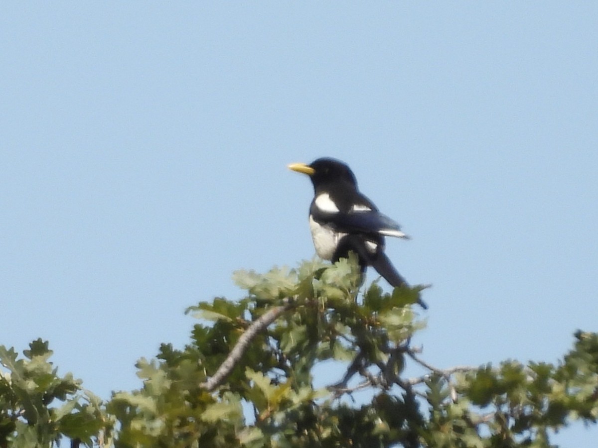 Yellow-billed Magpie - ML637897789