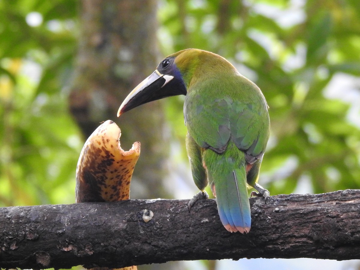 Northern Emerald-Toucanet - ML637897884