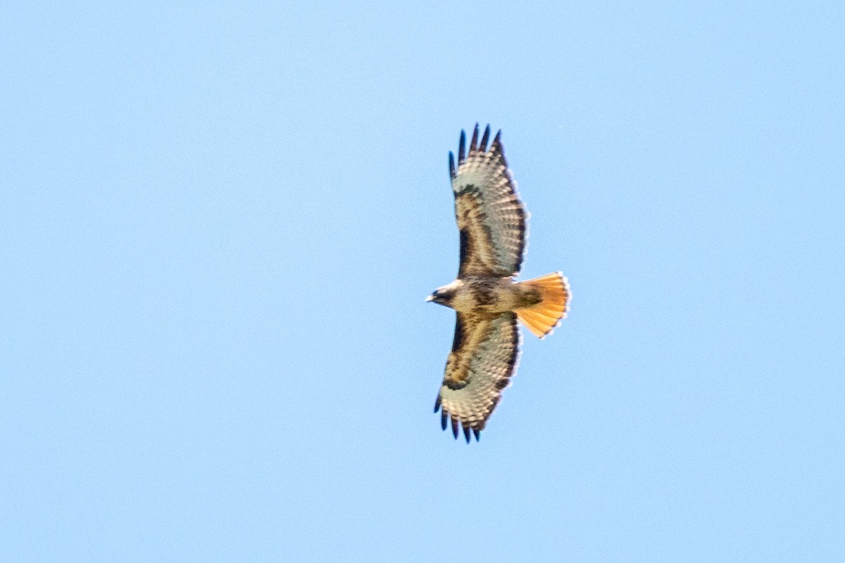 Red-tailed Hawk - ML637897951