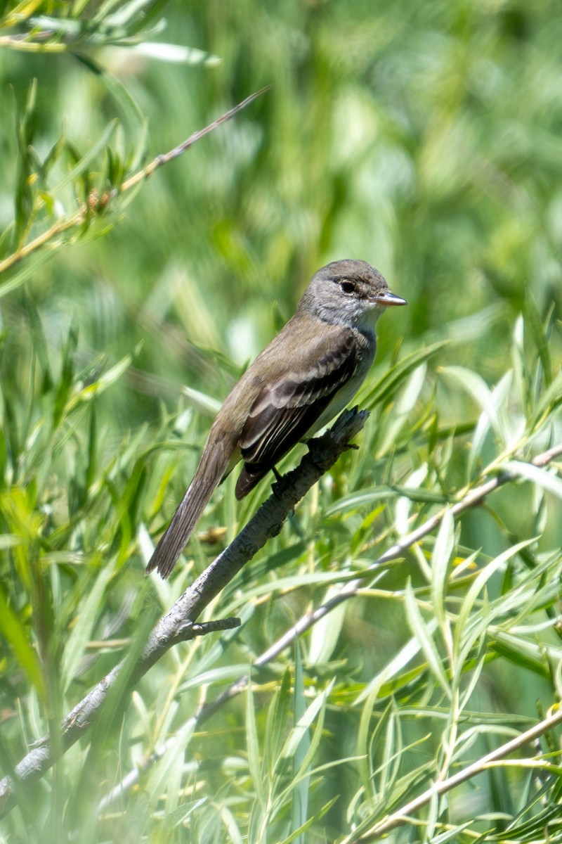 Willow Flycatcher - ML637897955