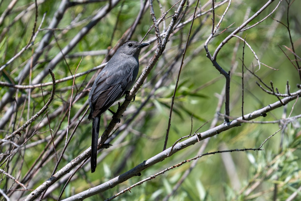 Gray Catbird - ML637897962