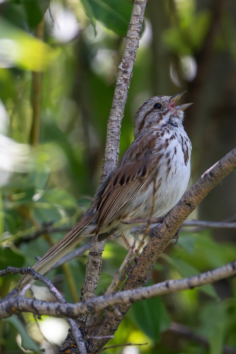 Song Sparrow - ML637897966