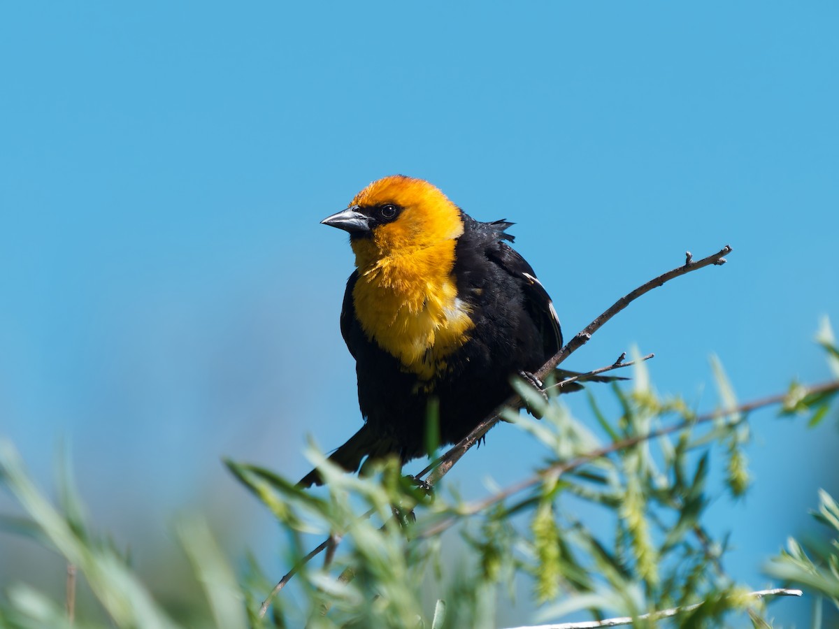 Yellow-headed Blackbird - ML637897984