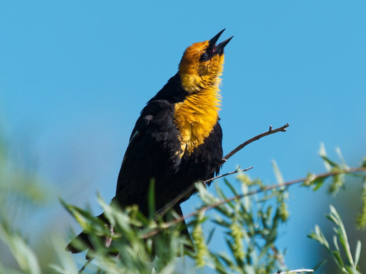 Yellow-headed Blackbird - ML637897985