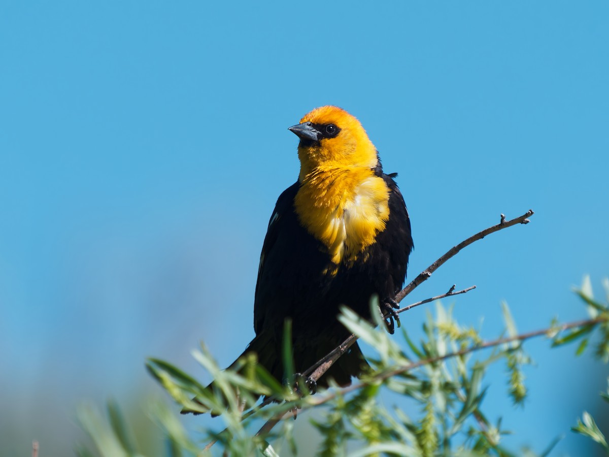 Yellow-headed Blackbird - ML637897986