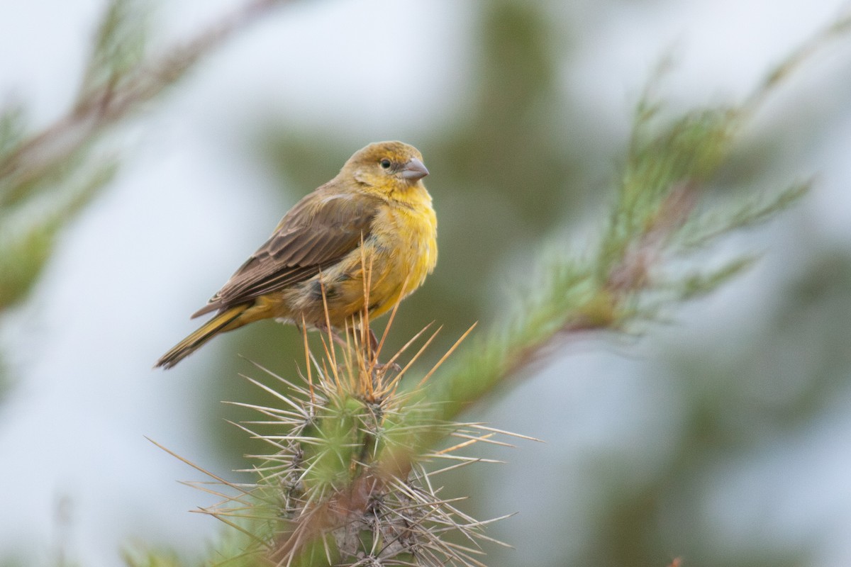 Greenish Yellow-Finch - ML637897997