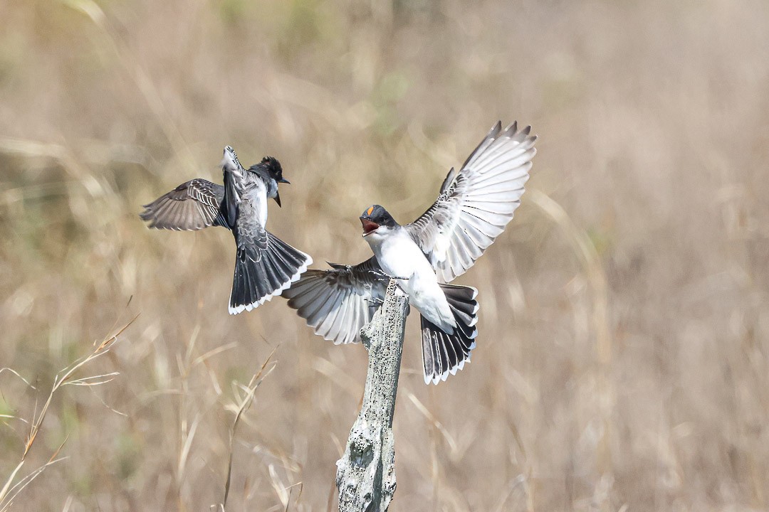 Eastern Kingbird - ML637898002