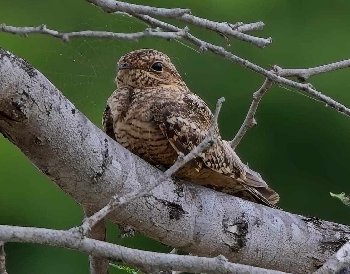 White-tailed Nightjar - ML637898062