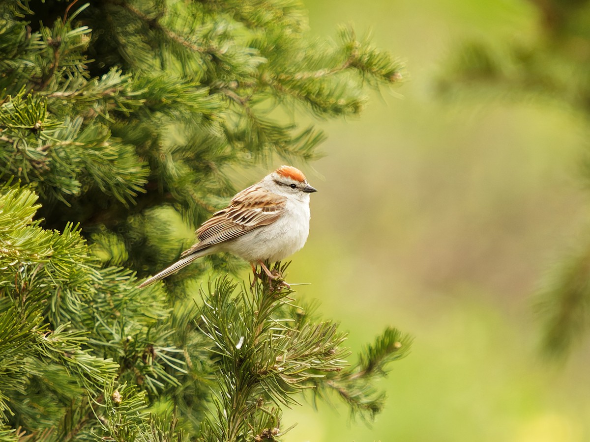 Chipping Sparrow - ML637898153
