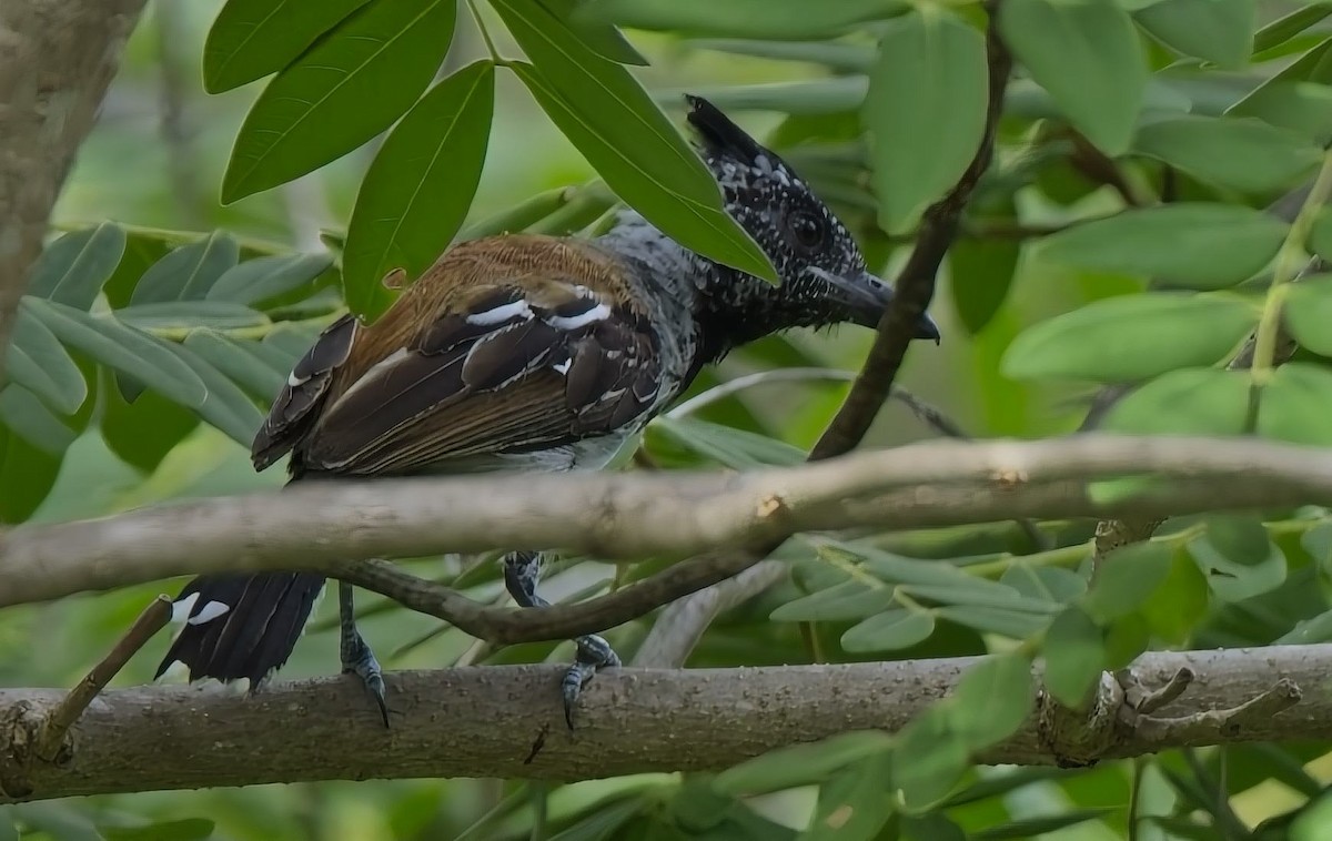 Black-crested Antshrike - ML637898161