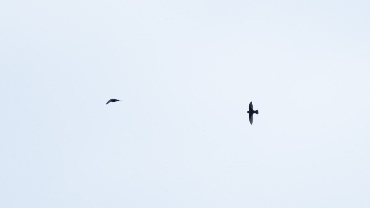 Chestnut-collared Swift - ML637898168