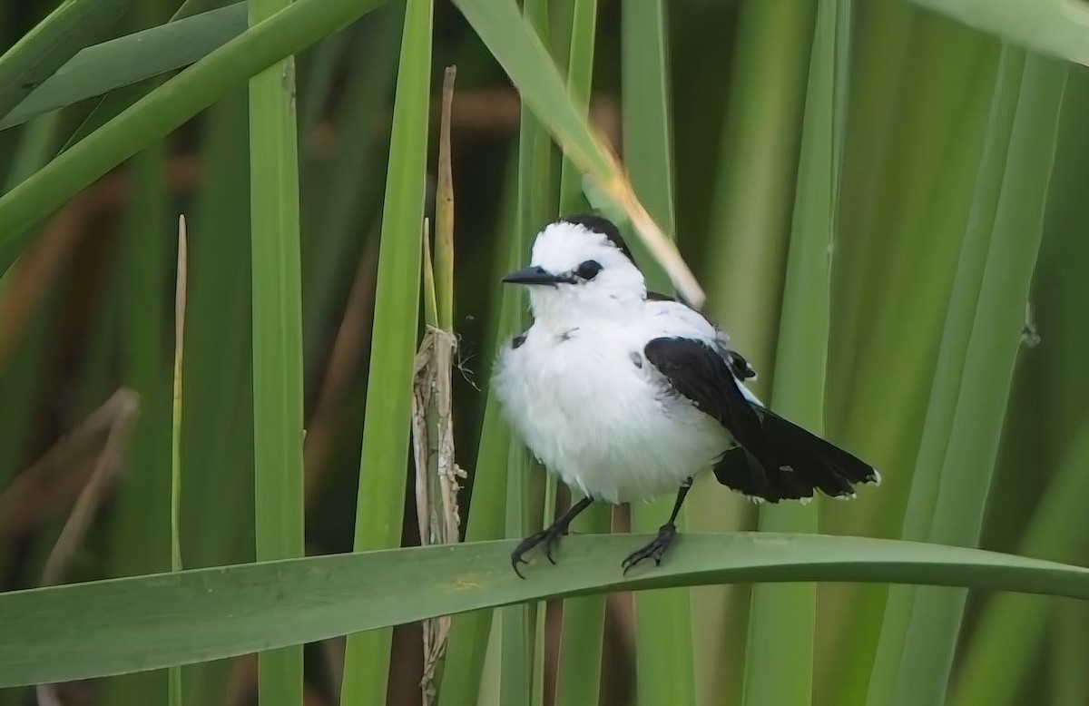 Pied Water-Tyrant - ML637898209