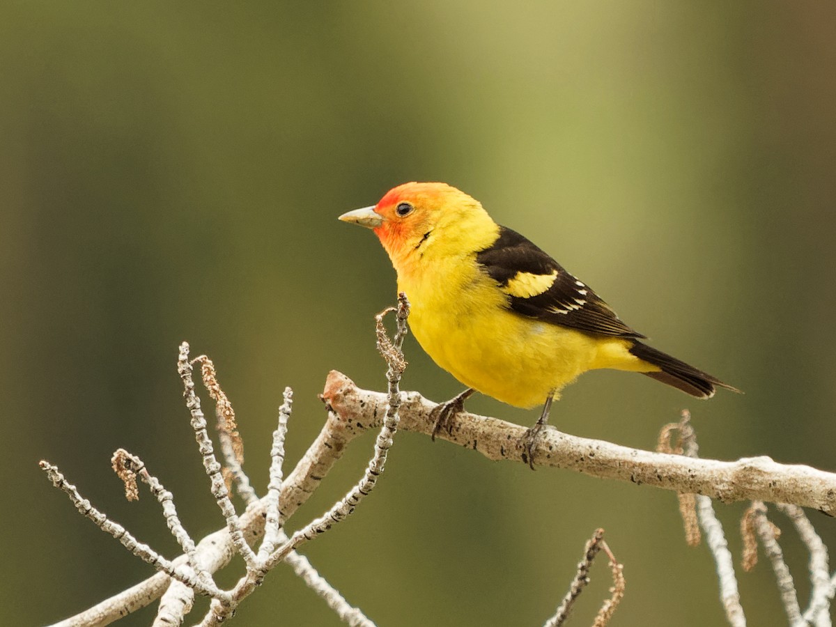 Western Tanager - ML637898235