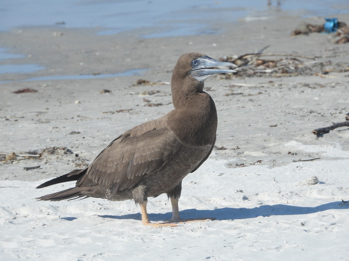 白腹鰹鳥 - ML637898327