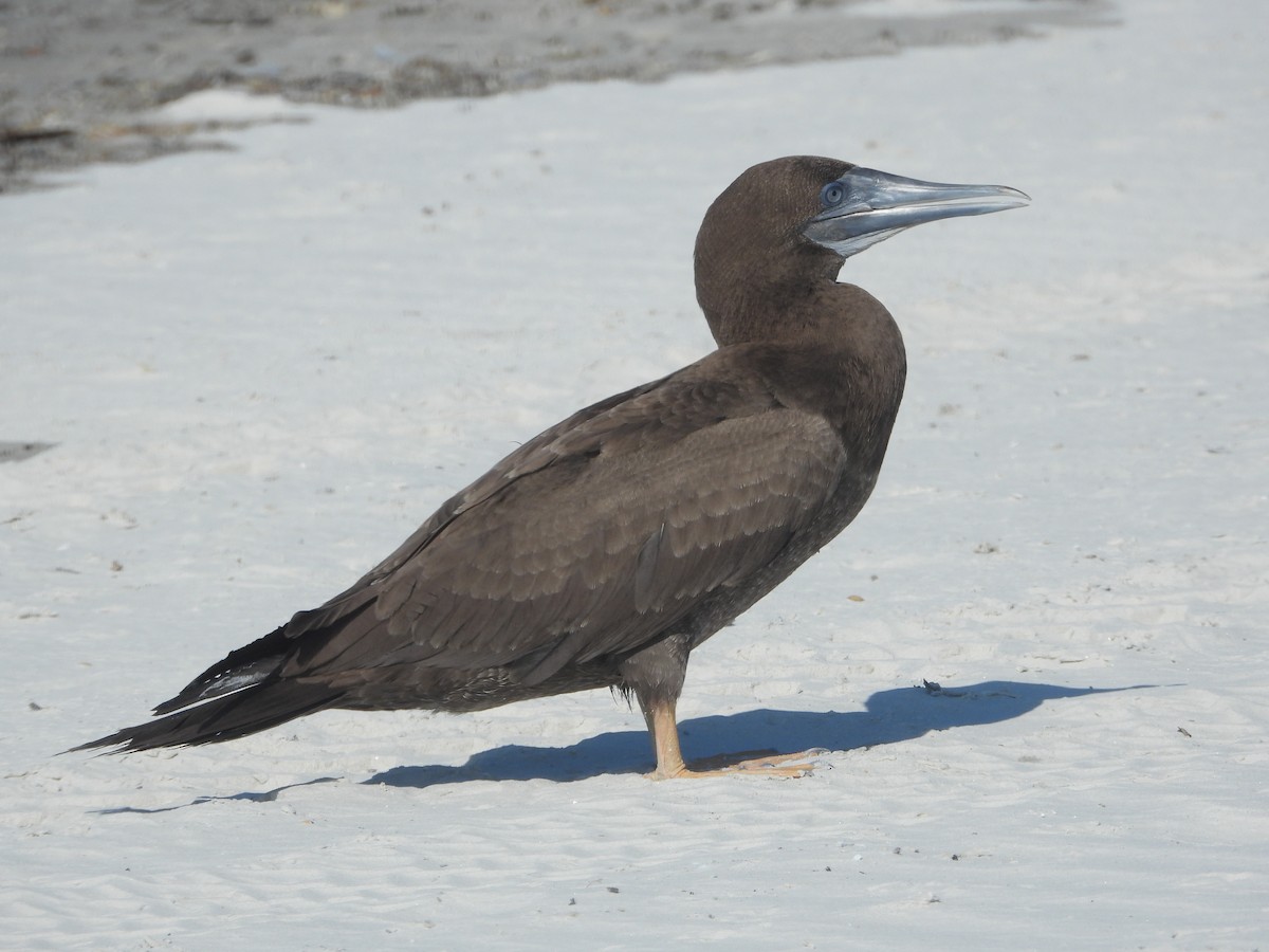 白腹鰹鳥 - ML637898328