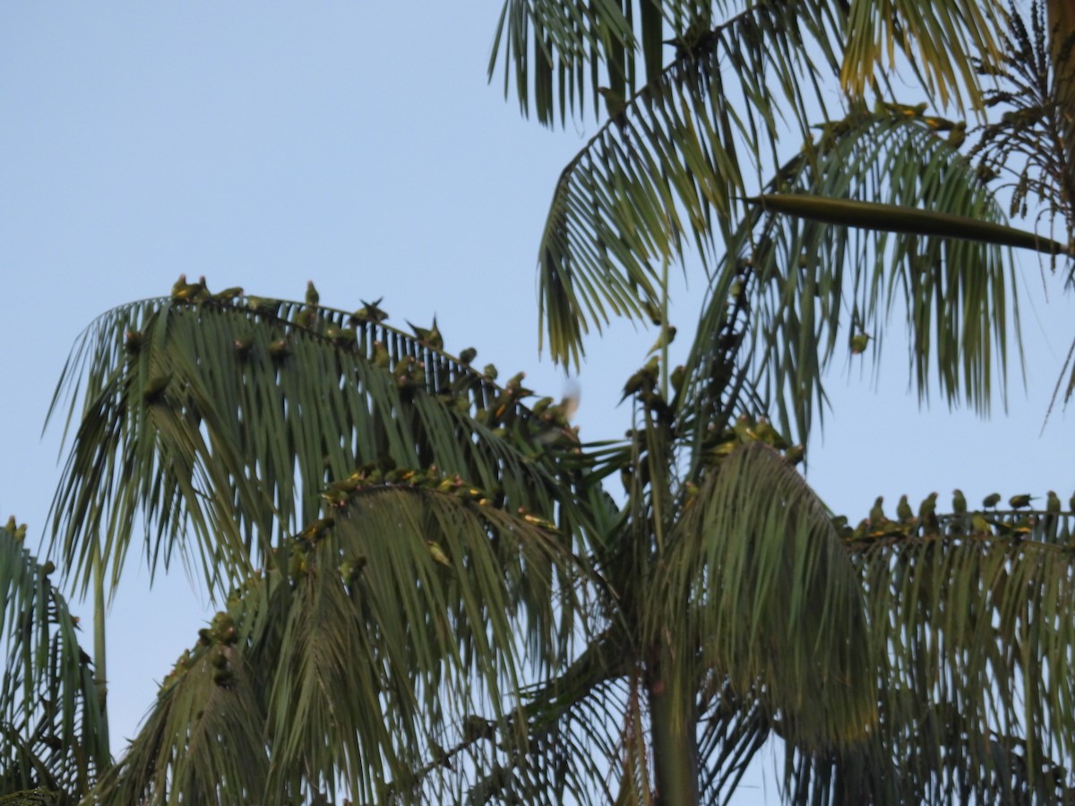 White-winged Parakeet - ML637898358