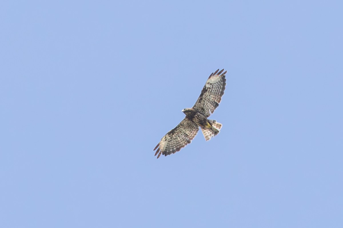 Short-tailed Hawk - ML637898469