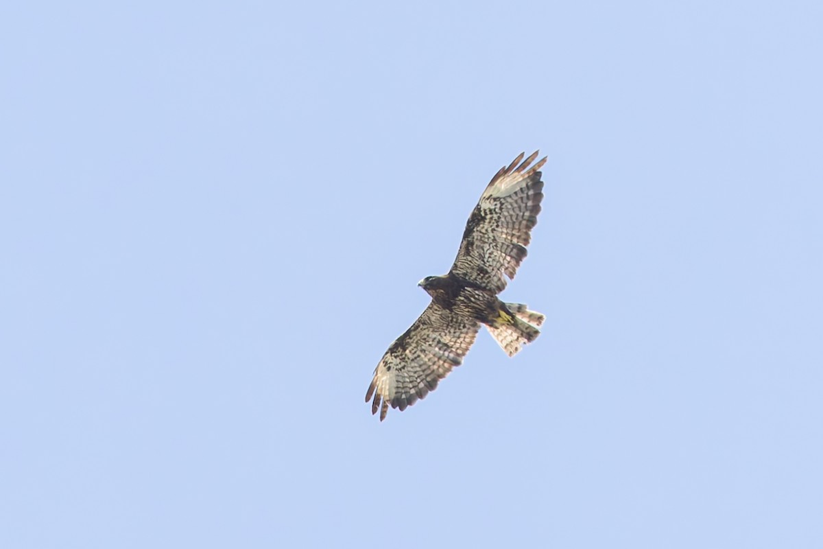 Short-tailed Hawk - ML637898477