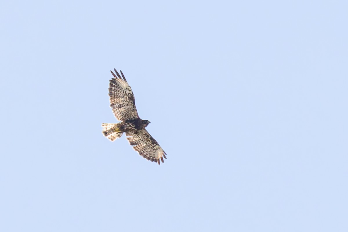 Short-tailed Hawk - ML637898478