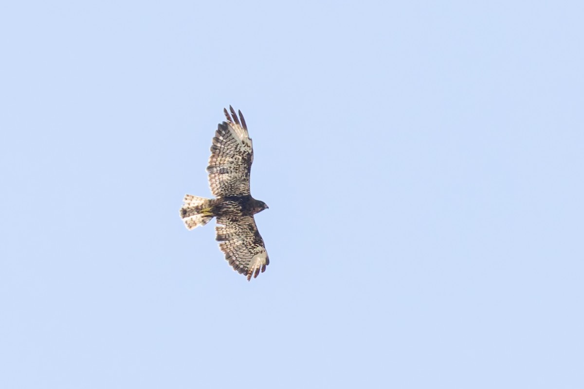 Short-tailed Hawk - ML637898481