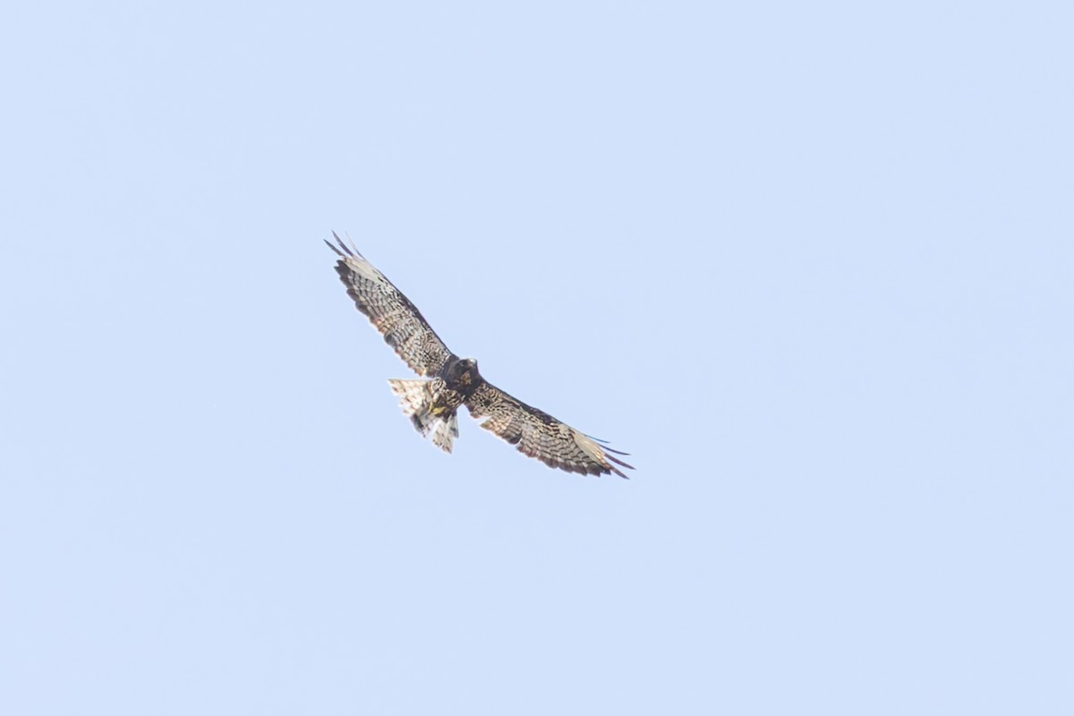Short-tailed Hawk - ML637898483