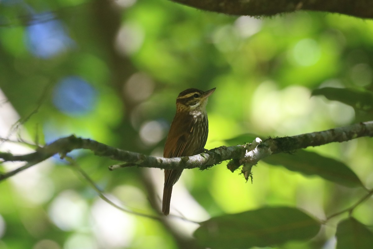 Streaked Xenops - ML637898509