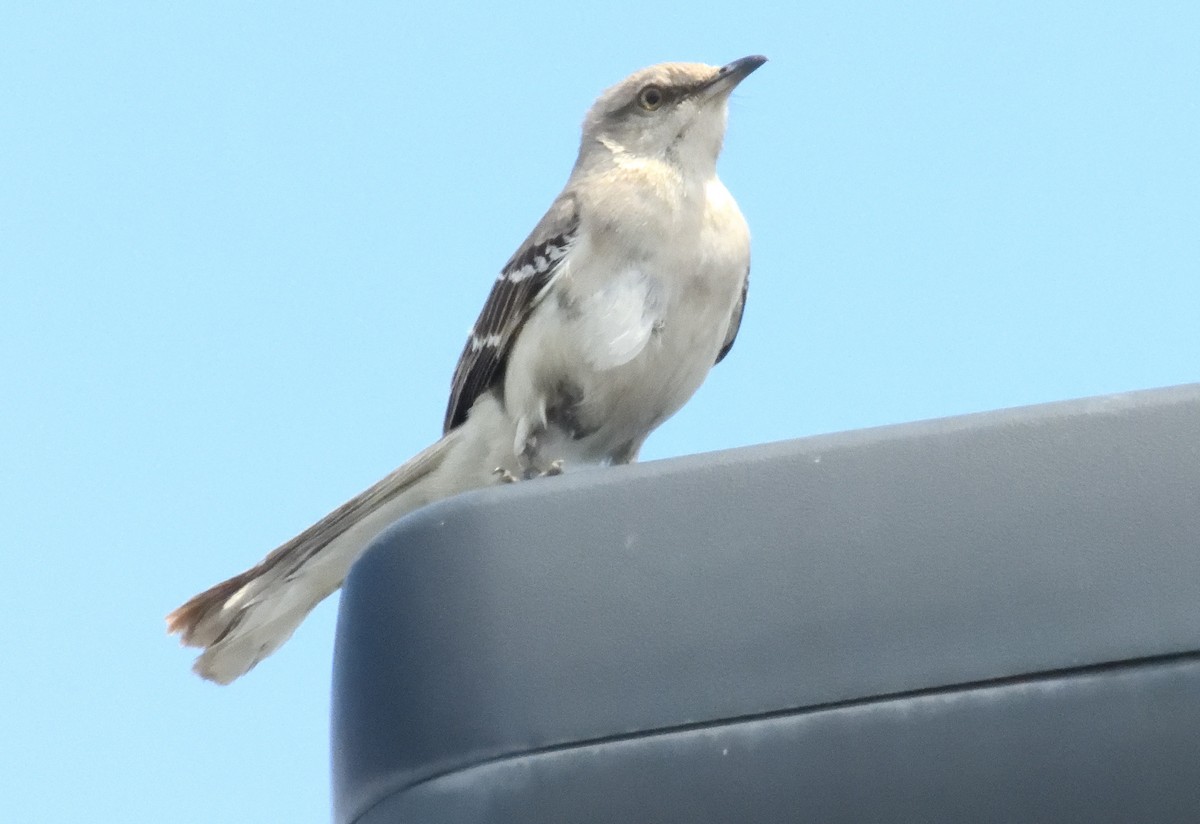 Northern Mockingbird - ML637898547