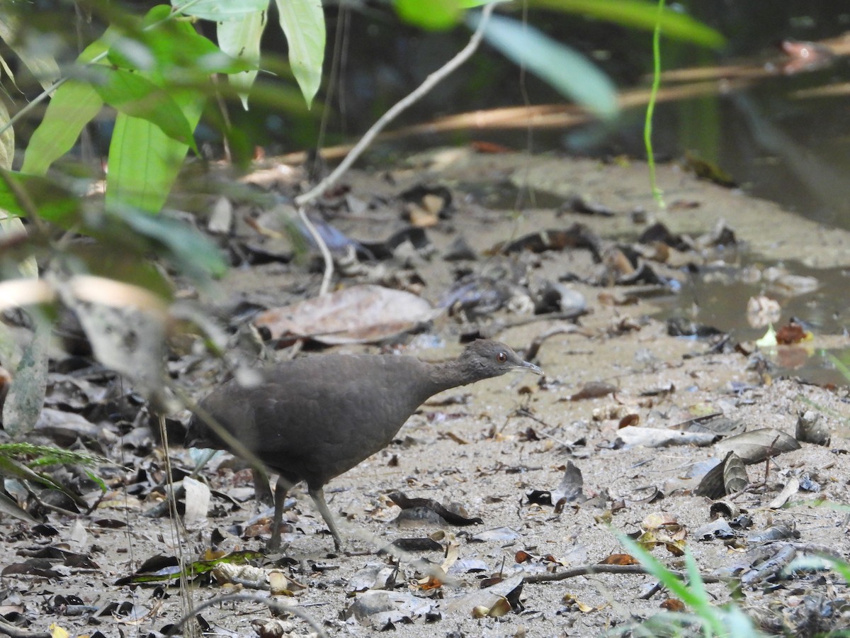 Cinereous Tinamou - ML637898549