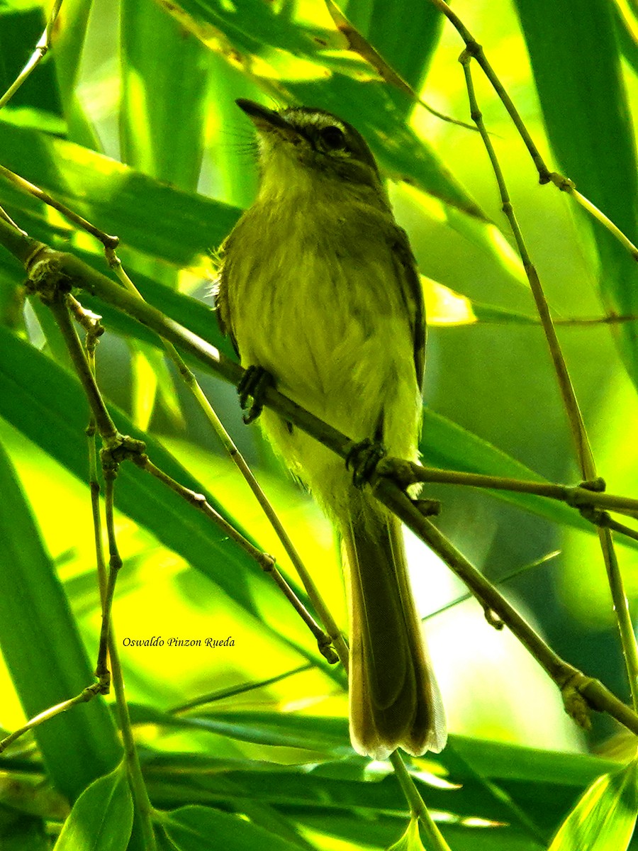 Fuscous Flycatcher - ML637898569