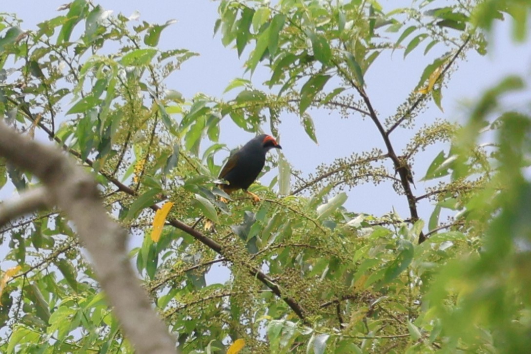 Fiery-browed Myna - ML637898570