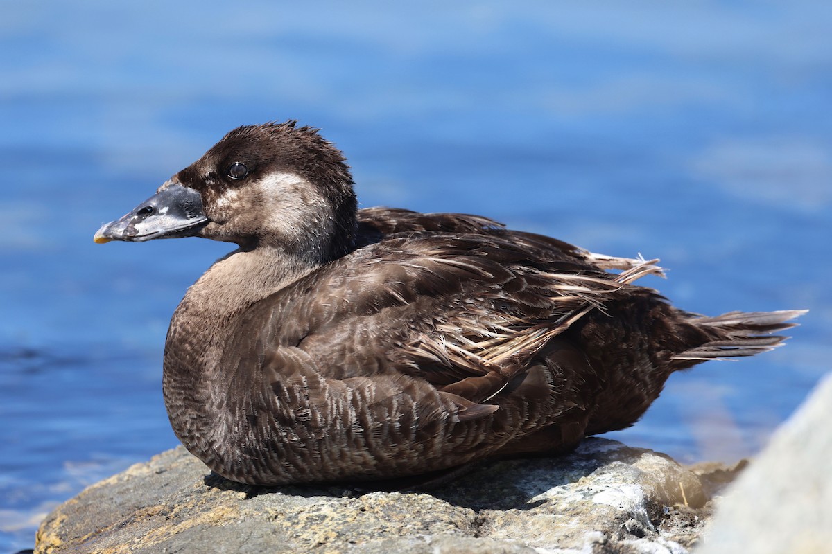 Surf Scoter - ML637898585