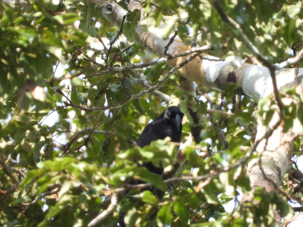 Giant Cowbird - ML637898642