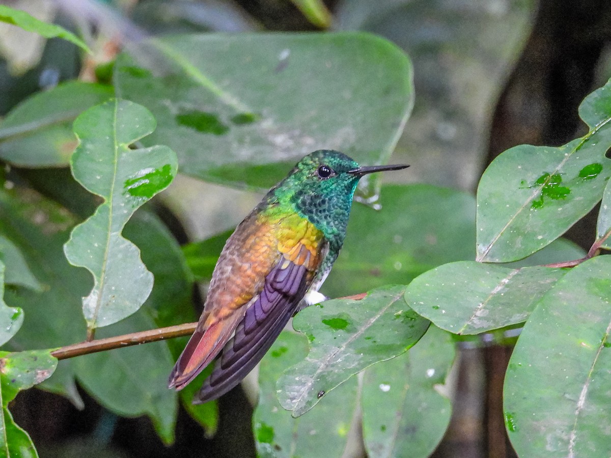Snowy-bellied Hummingbird - ML637898664