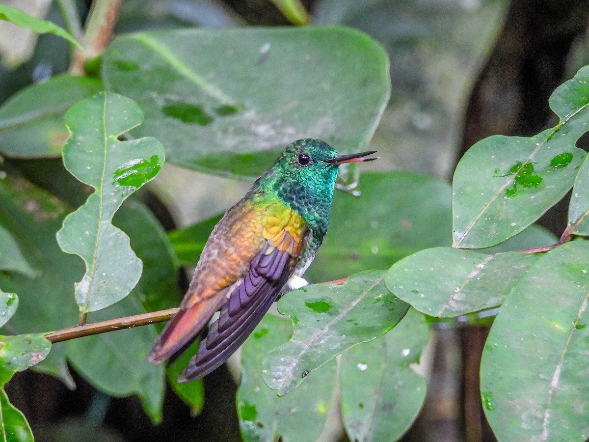 Snowy-bellied Hummingbird - ML637898665