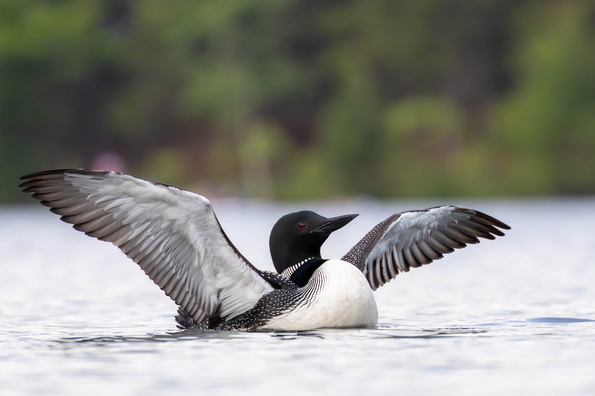 Common Loon - ML637898691