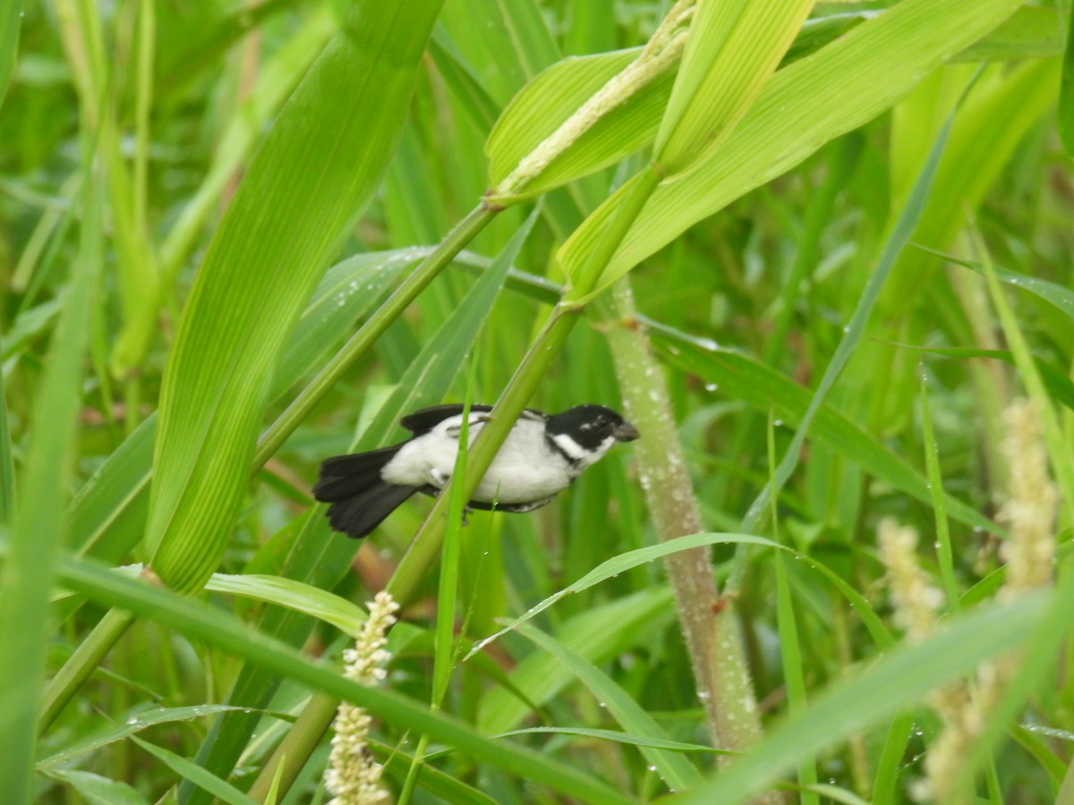 Wing-barred Seedeater - ML637898701