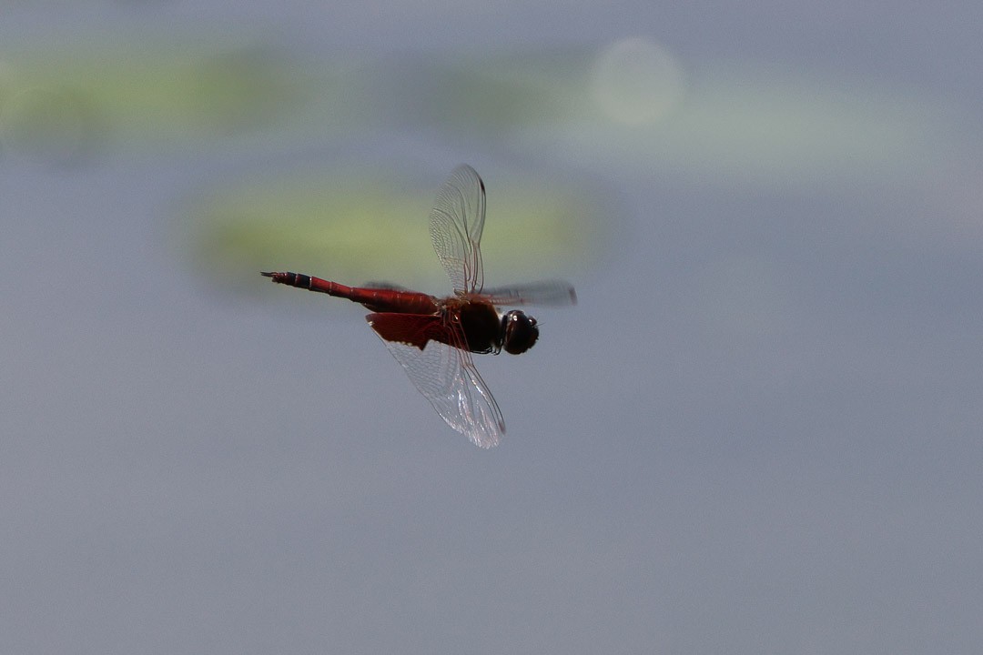 Red Saddlebags - ML637898703