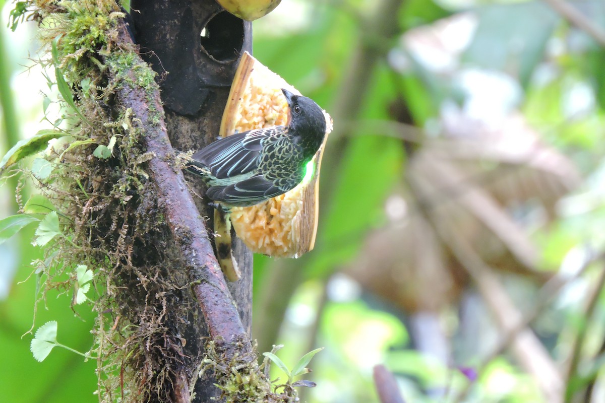 Rufous-throated Tanager - ML637898712