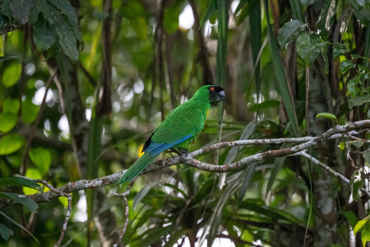 Masked Shining-Parrot - ML637898744