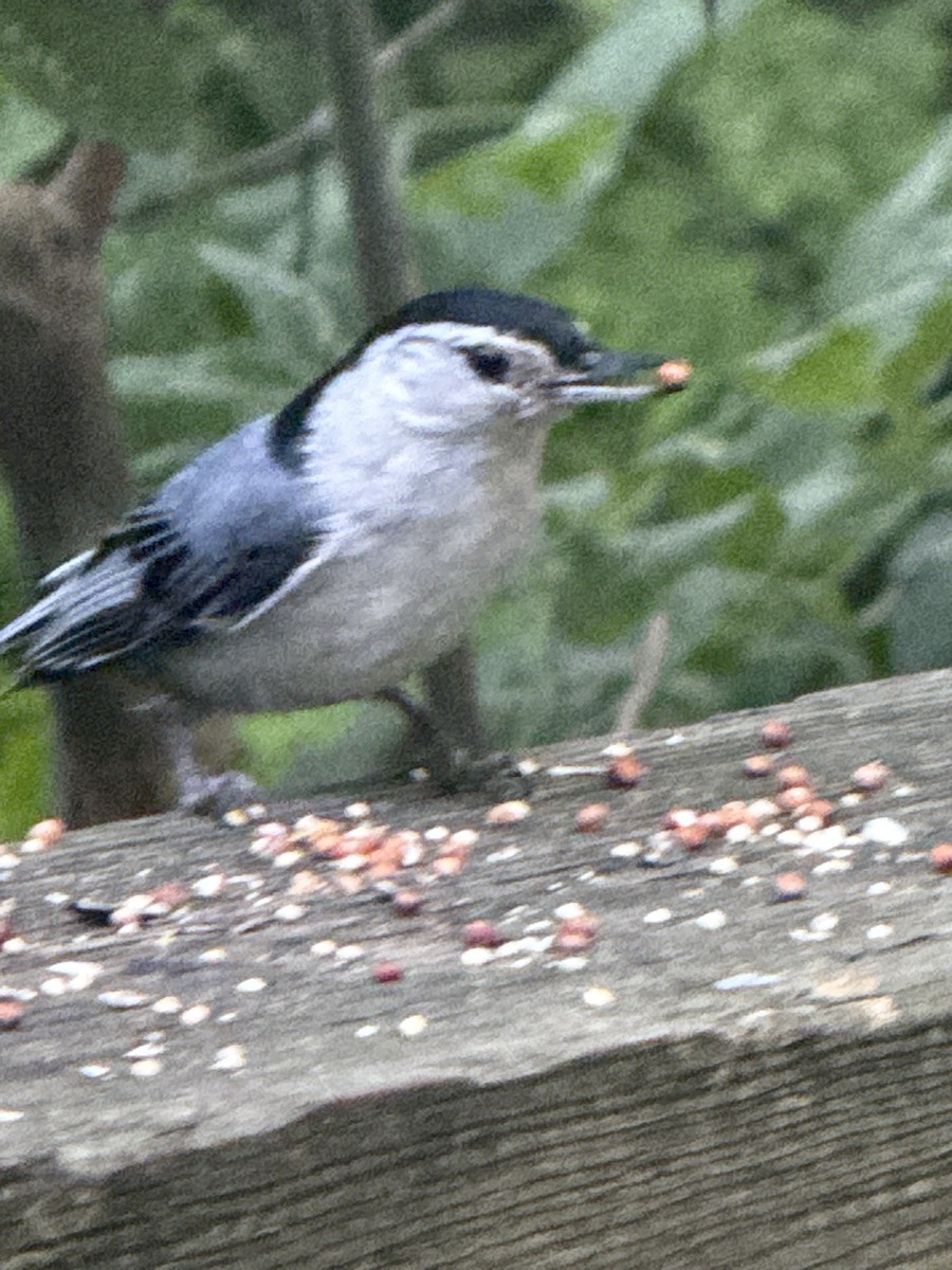 White-breasted Nuthatch - ML637898745
